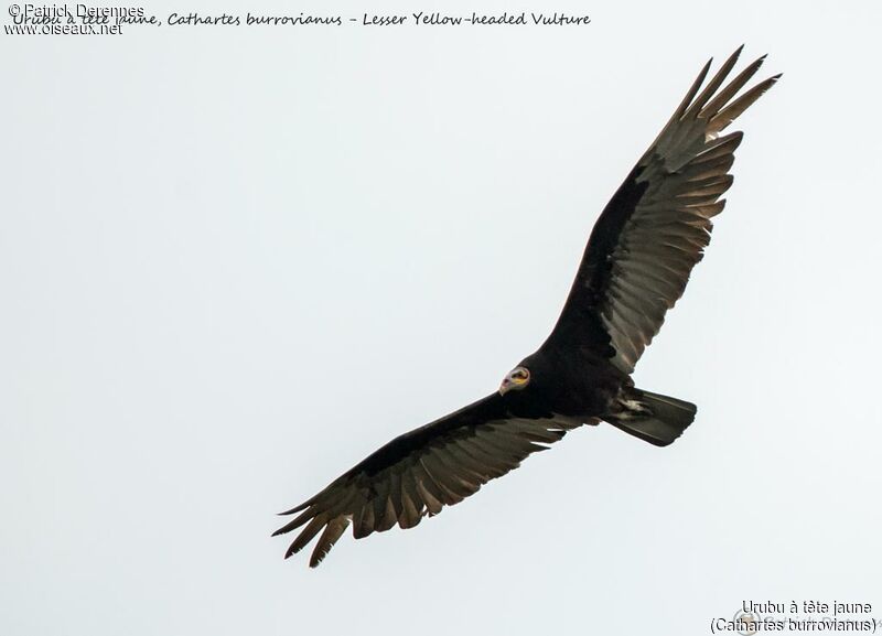Lesser Yellow-headed Vulture, Flight
