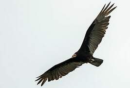 Lesser Yellow-headed Vulture