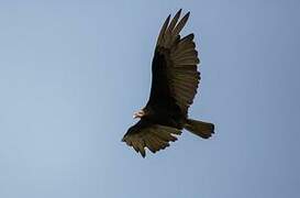 Lesser Yellow-headed Vulture