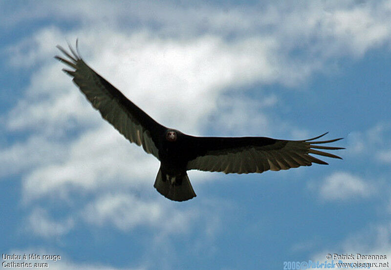 Turkey Vulture