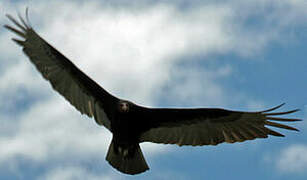 Turkey Vulture