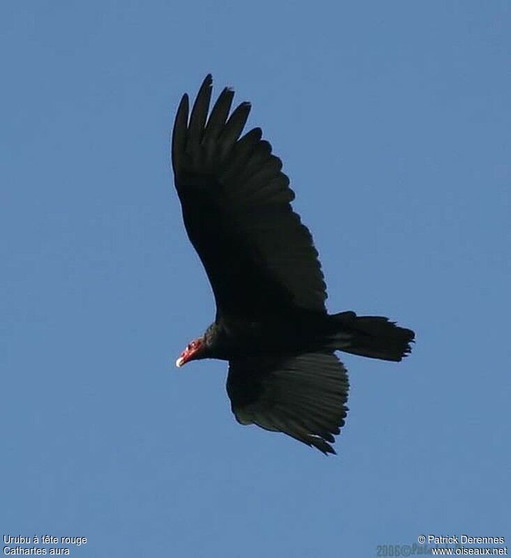 Urubu à tête rougeadulte