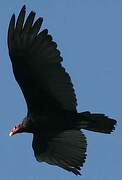 Turkey Vulture