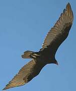 Turkey Vulture