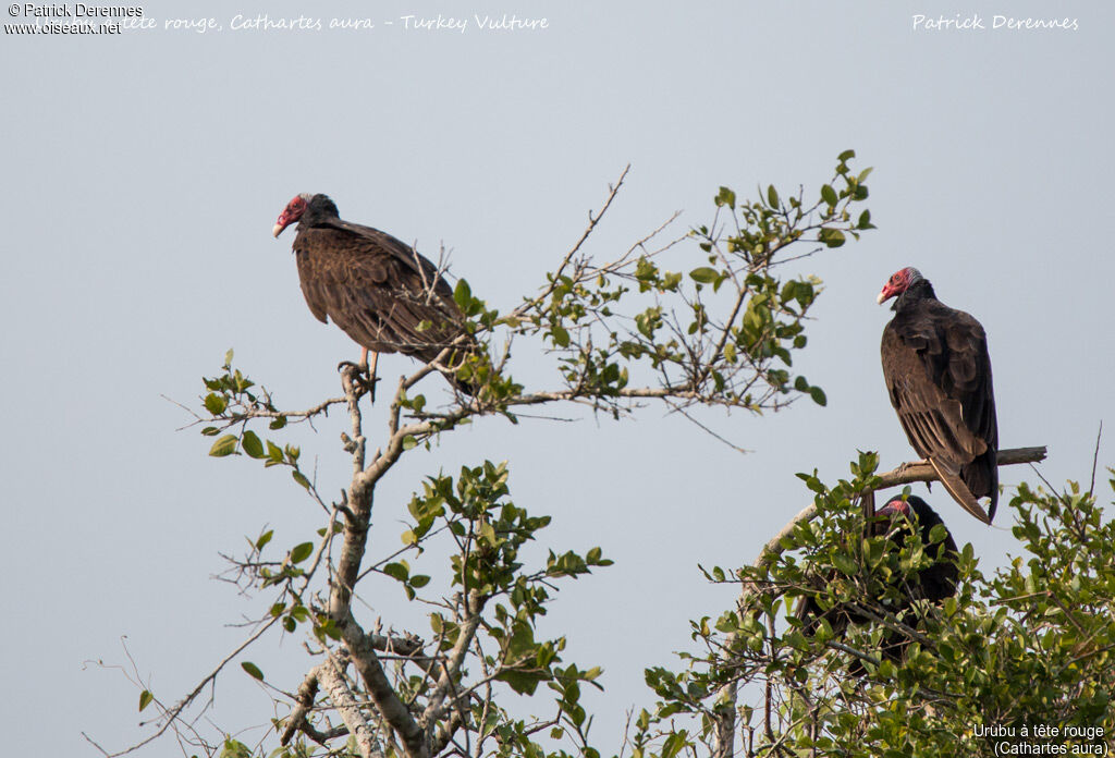 Turkey Vulture, identification