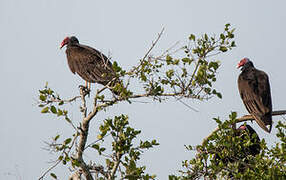 Turkey Vulture