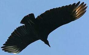 Black Vulture