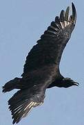 Black Vulture