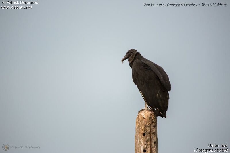 Black Vulture, identification
