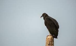 Black Vulture