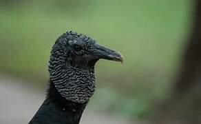 Black Vulture