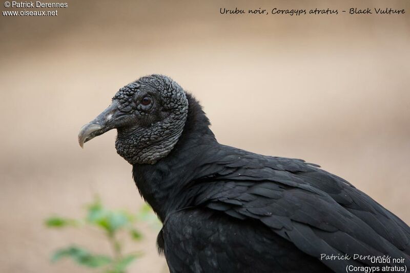 Black Vulture, identification, close-up portrait