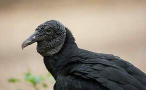 Black Vulture