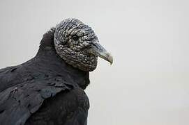 Black Vulture