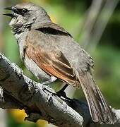 Greyish Baywing