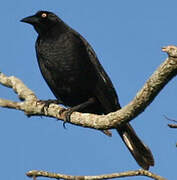 Giant Cowbird