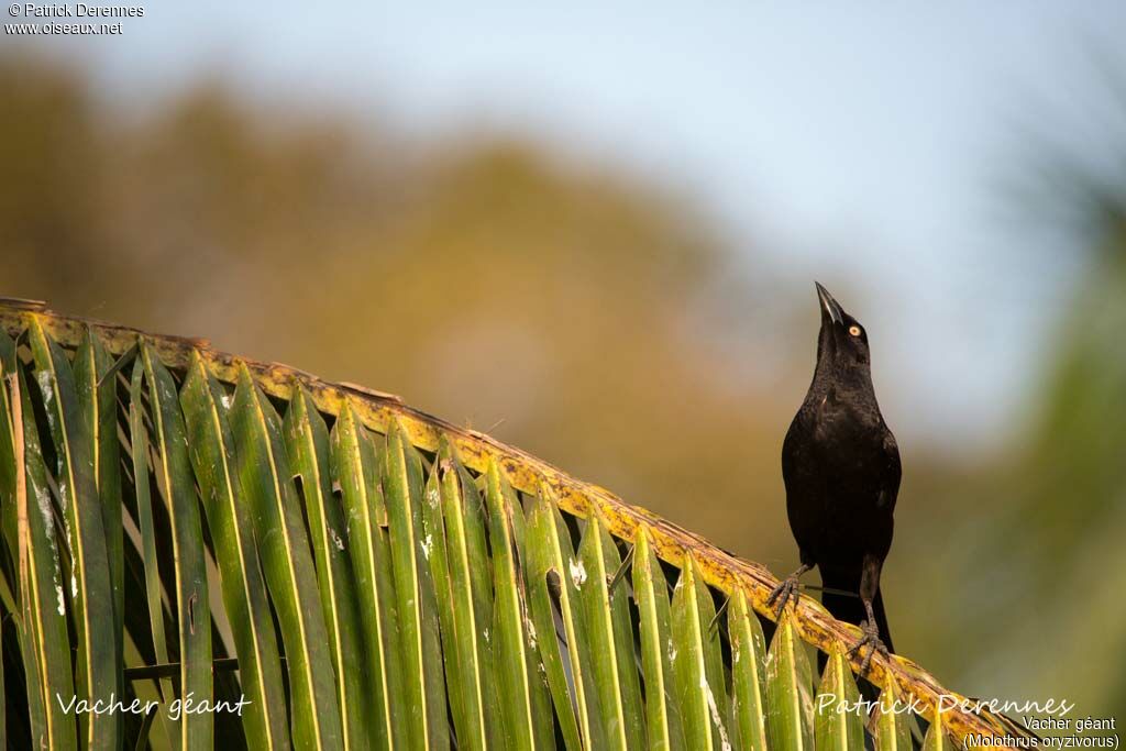 Giant Cowbird, identification, habitat