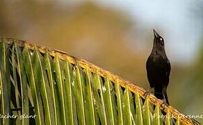 Giant Cowbird