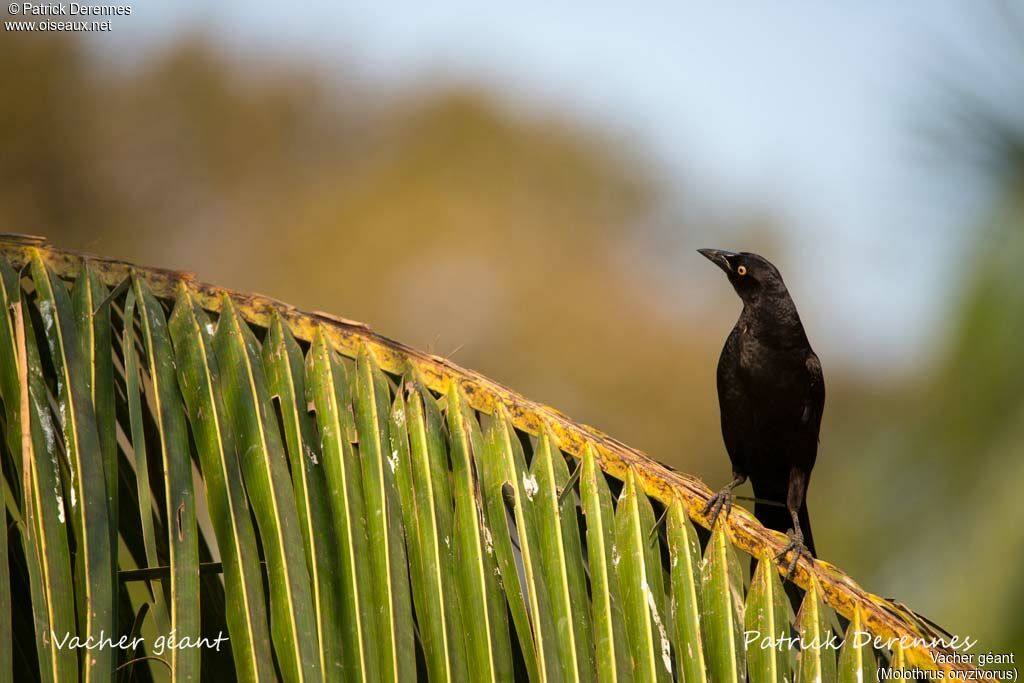 Giant Cowbird, identification, habitat