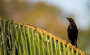 Giant Cowbird