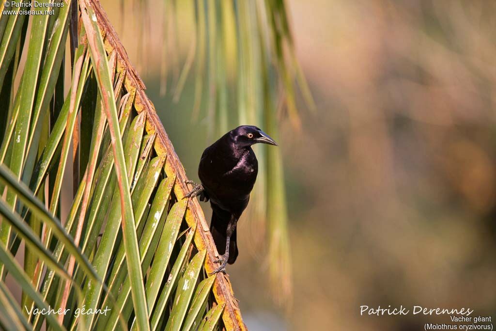 Giant Cowbird, identification, habitat