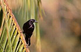 Giant Cowbird