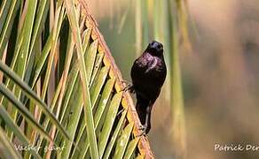 Giant Cowbird