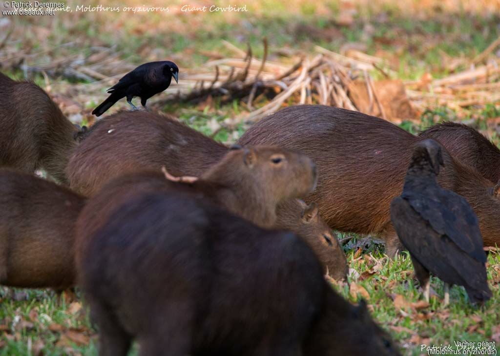 Giant Cowbird, identification, habitat