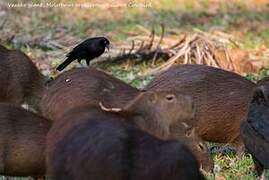 Giant Cowbird