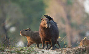 Giant Cowbird