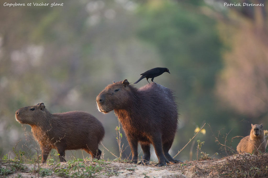 Giant Cowbird, identification, habitat, fishing/hunting