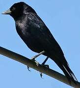 Shiny Cowbird