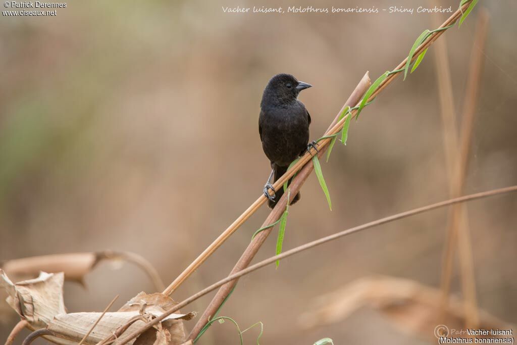 Shiny Cowbird, identification