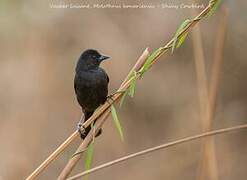 Shiny Cowbird