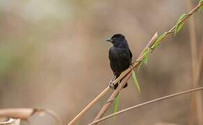 Shiny Cowbird