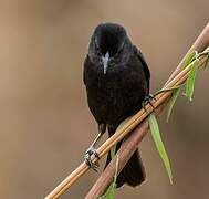 Shiny Cowbird