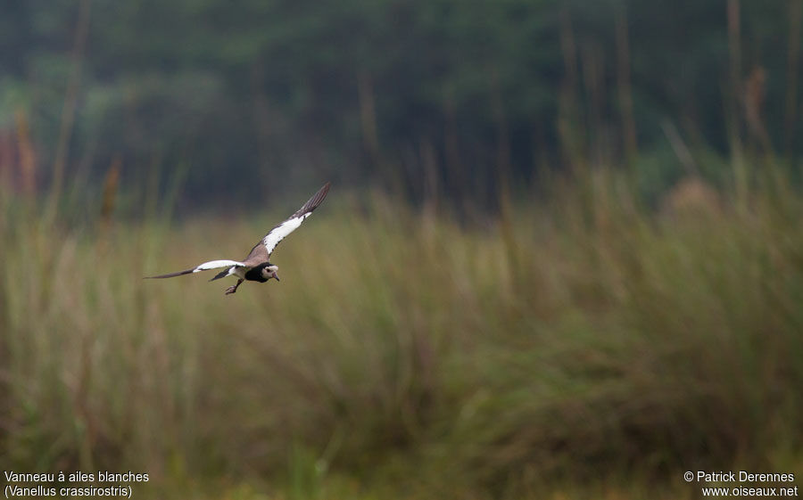 Long-toed Lapwingadult, Flight