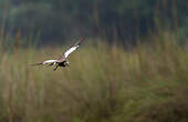 Vanneau à ailes blanches