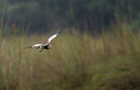 Long-toed Lapwing