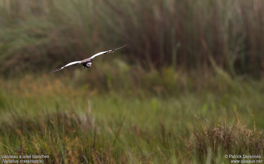 Long-toed Lapwingadult, Flight