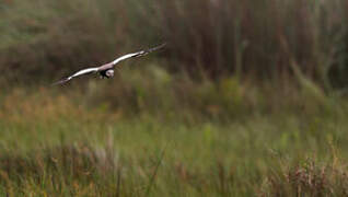 Long-toed Lapwing