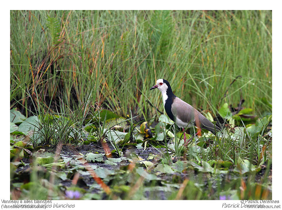 Long-toed Lapwingadult, identification