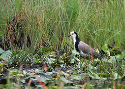 Long-toed Lapwing