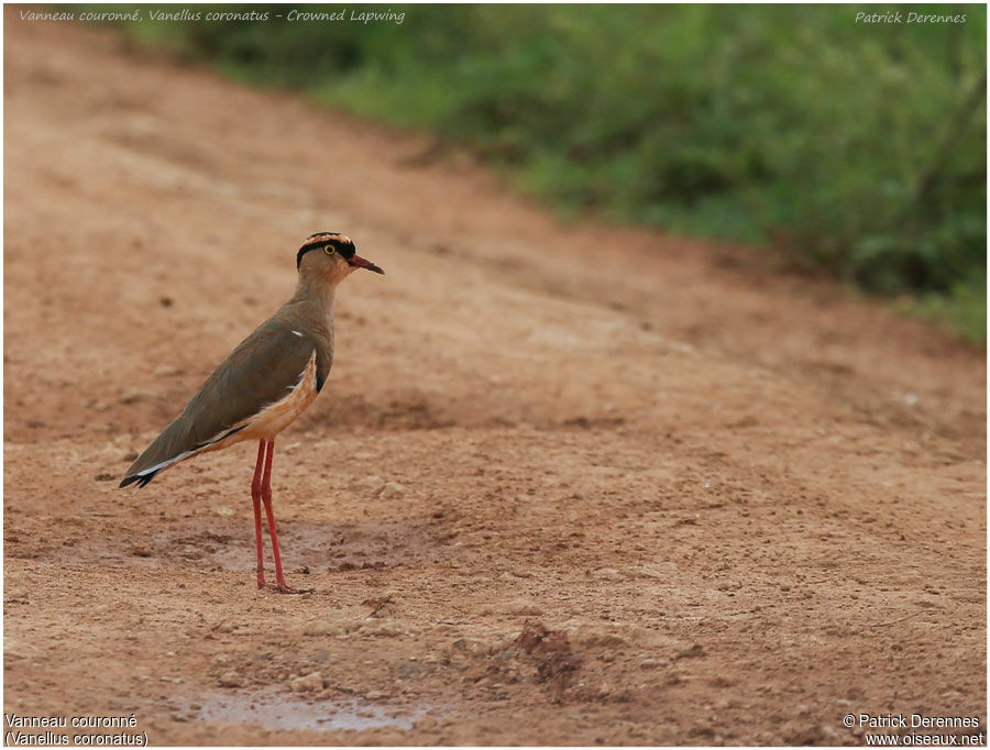 Vanneau couronnéadulte, identification