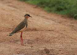 Crowned Lapwing