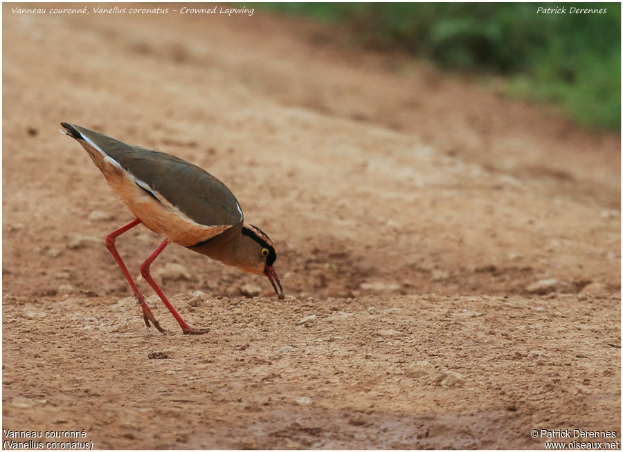 Crowned Lapwingadult, identification, feeding habits