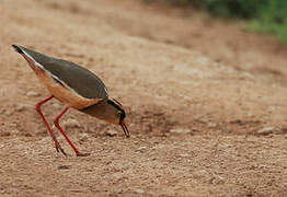 Crowned Lapwing