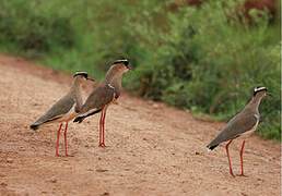 Crowned Lapwing