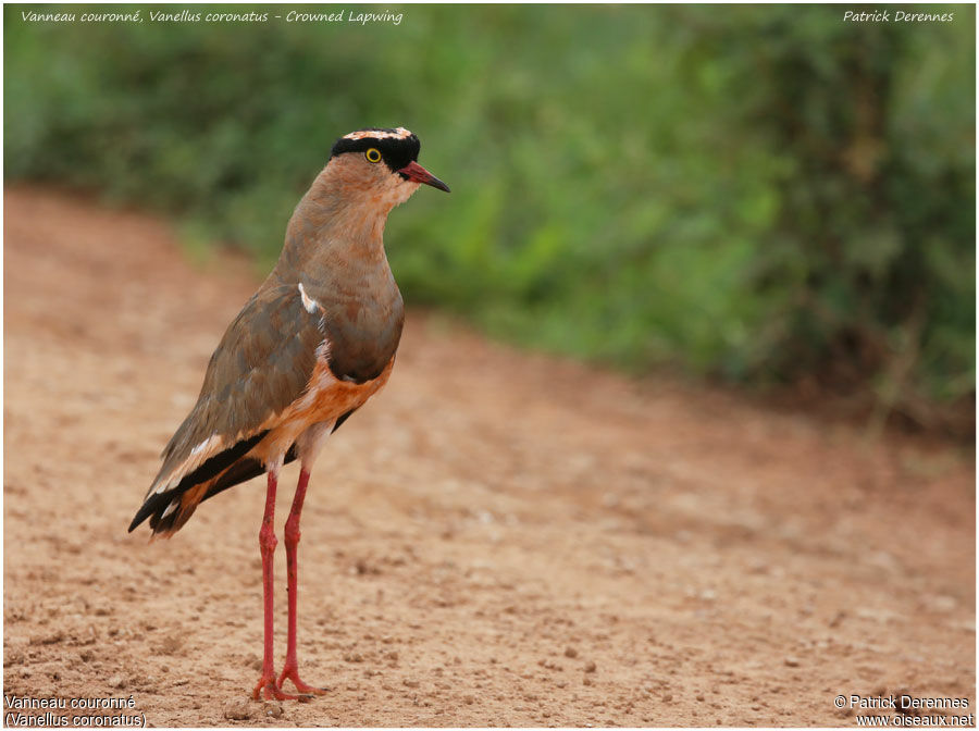 Crowned Lapwingadult, identification