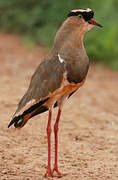 Crowned Lapwing